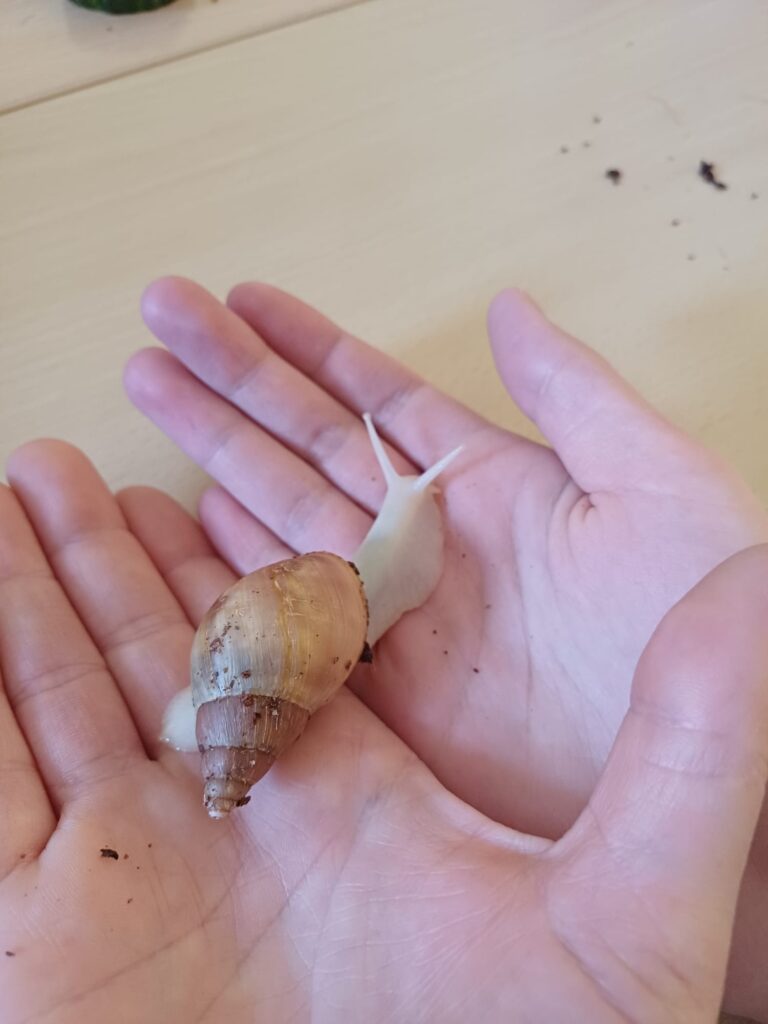 Šnečku, šnečku, vystrč růžky...