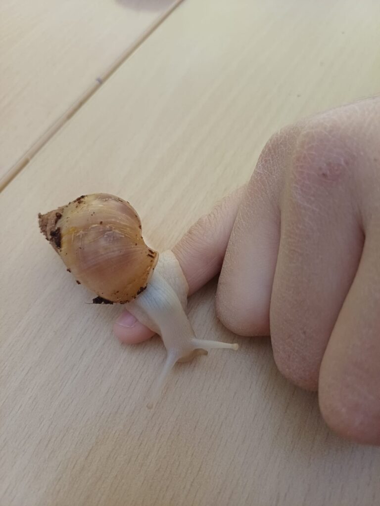 Šnek jako prstýnek