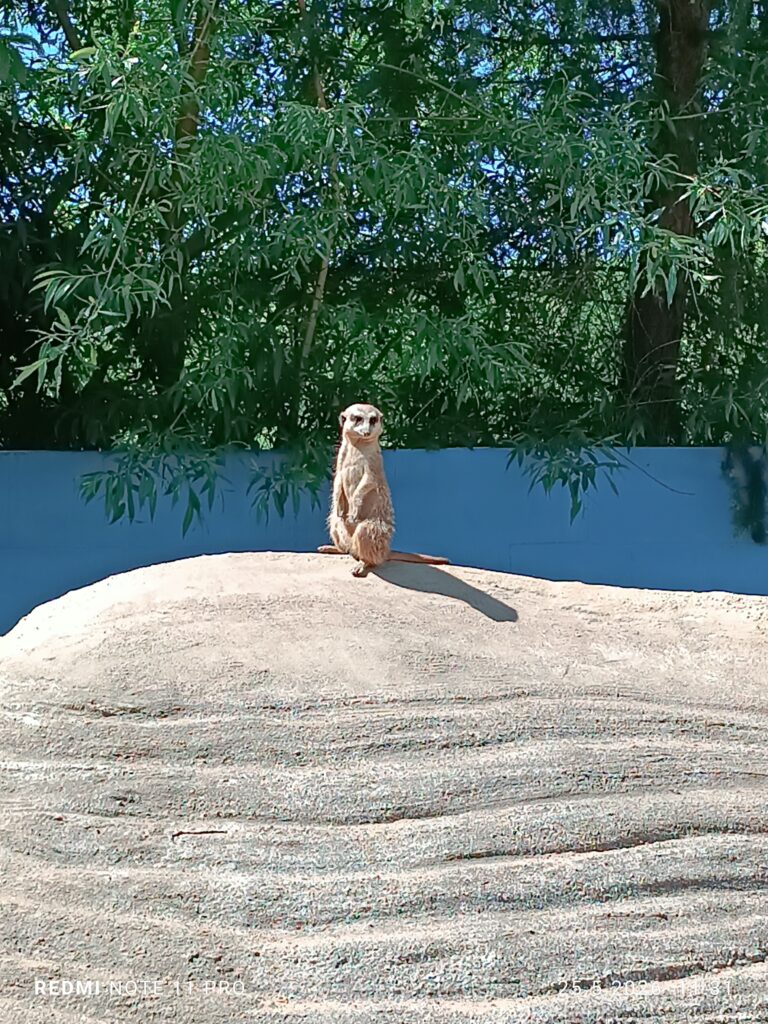 Timon...