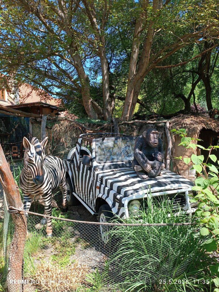Safari taxi